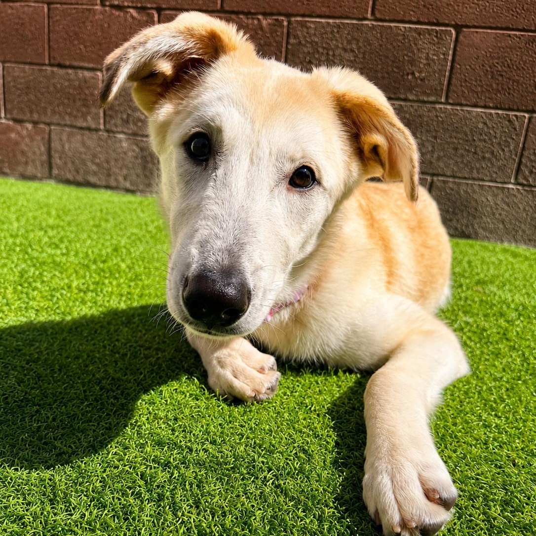 Enlarge Love Bug, an adoptable mixed breed in Henderson, NV image 2/4