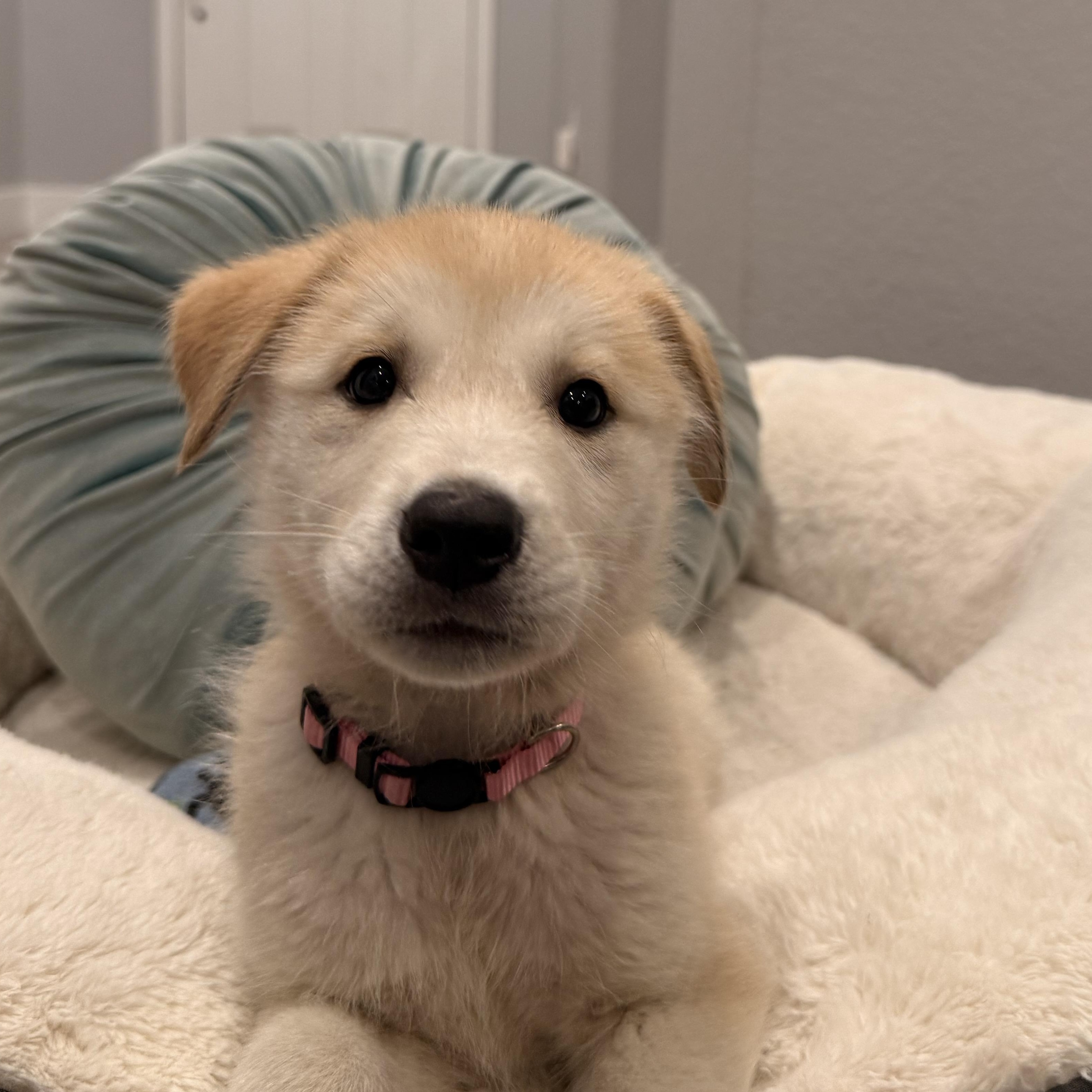 Love Bug, adoptable, Puppy Female Shepherd.