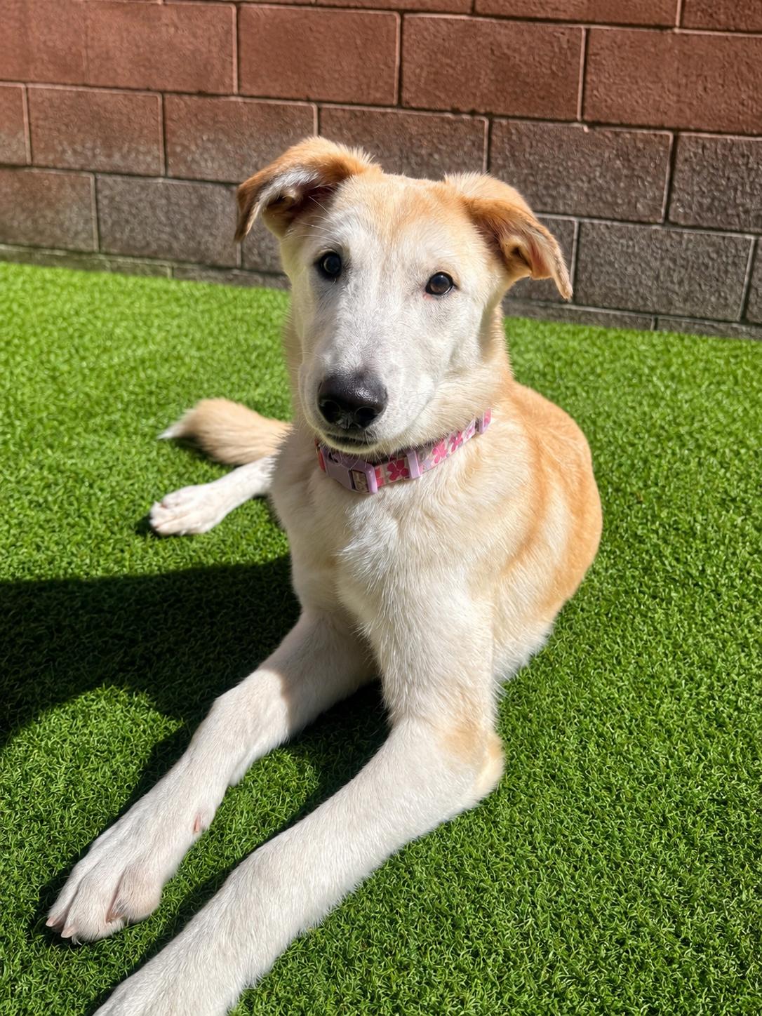Enlarge Love Bug, an adoptable mixed breed in Henderson, NV image 1/4