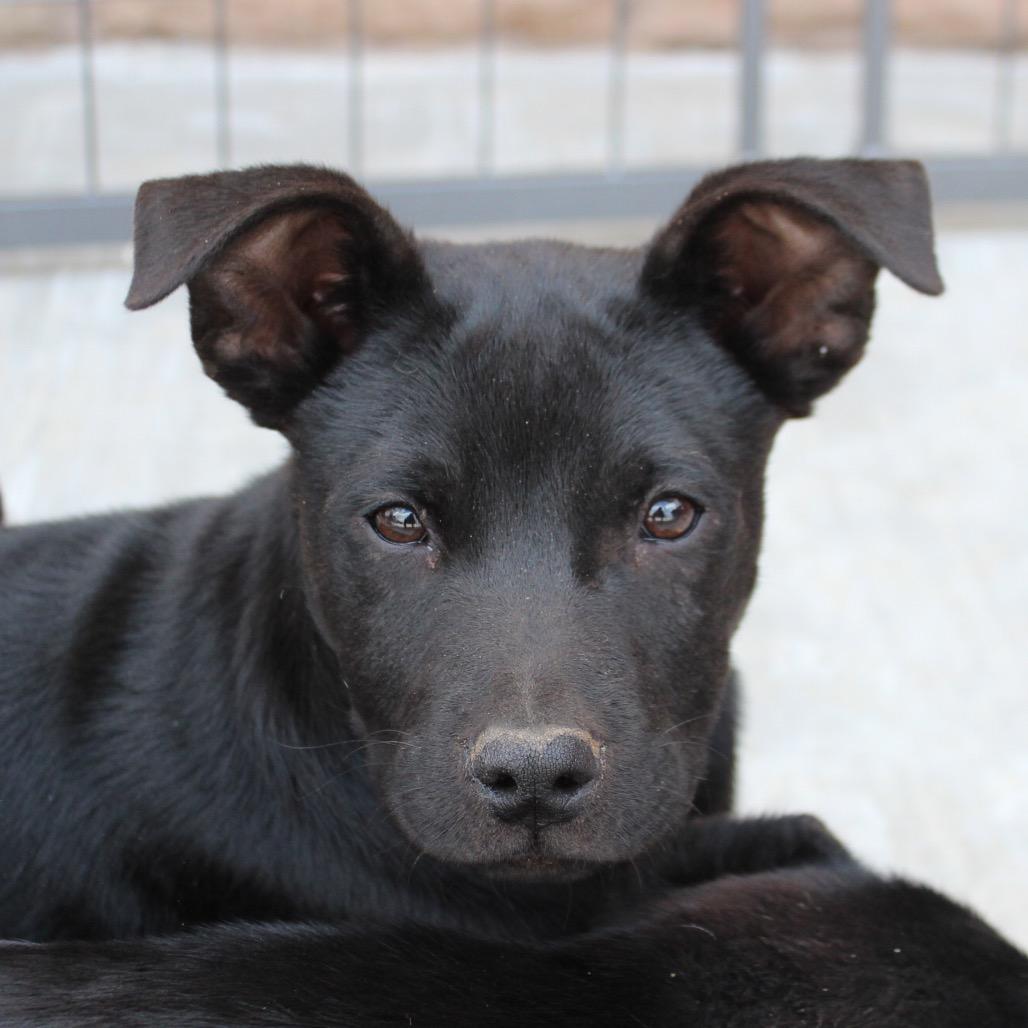 Victor, Adoptable, Puppy Male Black Labrador Retriever & Mixed Breed.