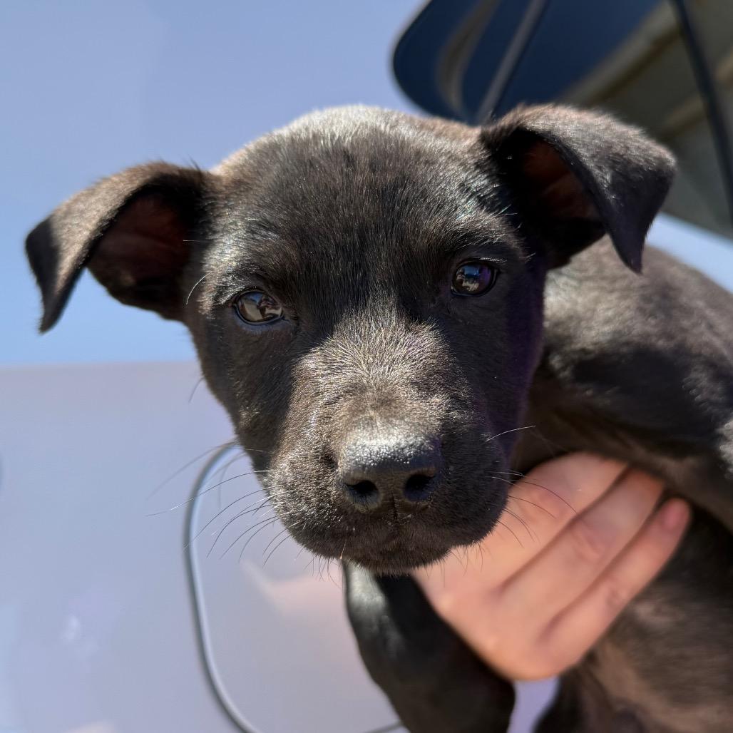 Victor, a Adoptable mixed breed in Midland, TX image 2/4