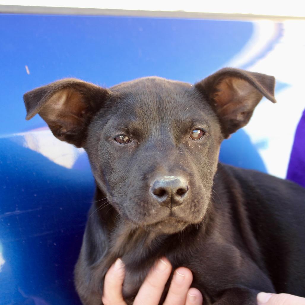 Victor, a Adoptable mixed breed in Midland, TX image 3/4