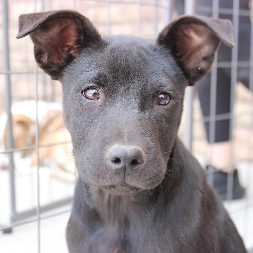 Victor, a Adoptable mixed breed in Midland, TX image 4/4