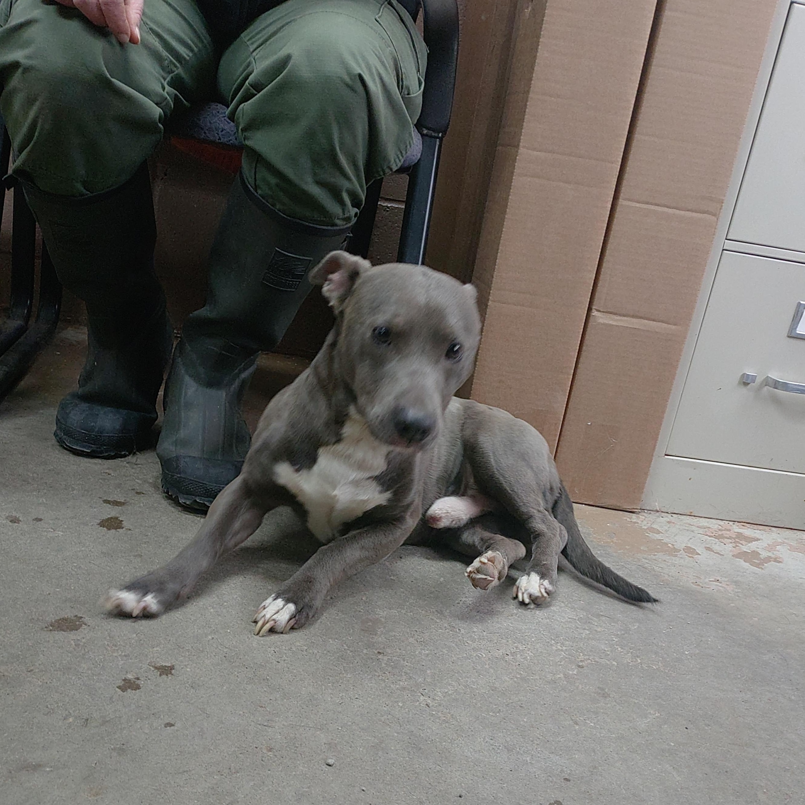 25-091 Available 6-30-25, Adult Male Staffordshire Bull Terrier