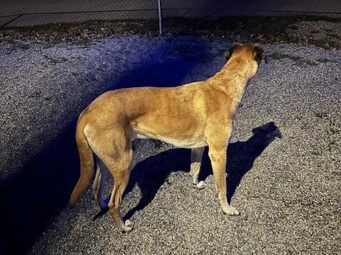 Enlarge Bo Jangles, an adoptable mixed breed in Kellogg, ID image 3/3