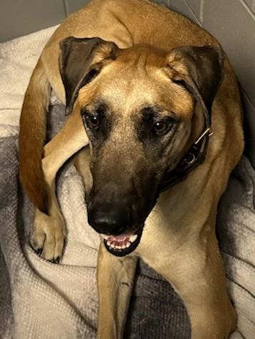 Enlarge Bo Jangles, an adoptable mixed breed in Kellogg, ID image 2/3