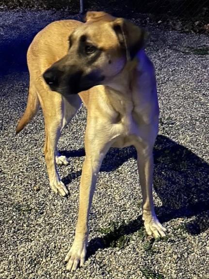 Enlarge Bo Jangles, an adoptable mixed breed in Kellogg, ID image 1/3