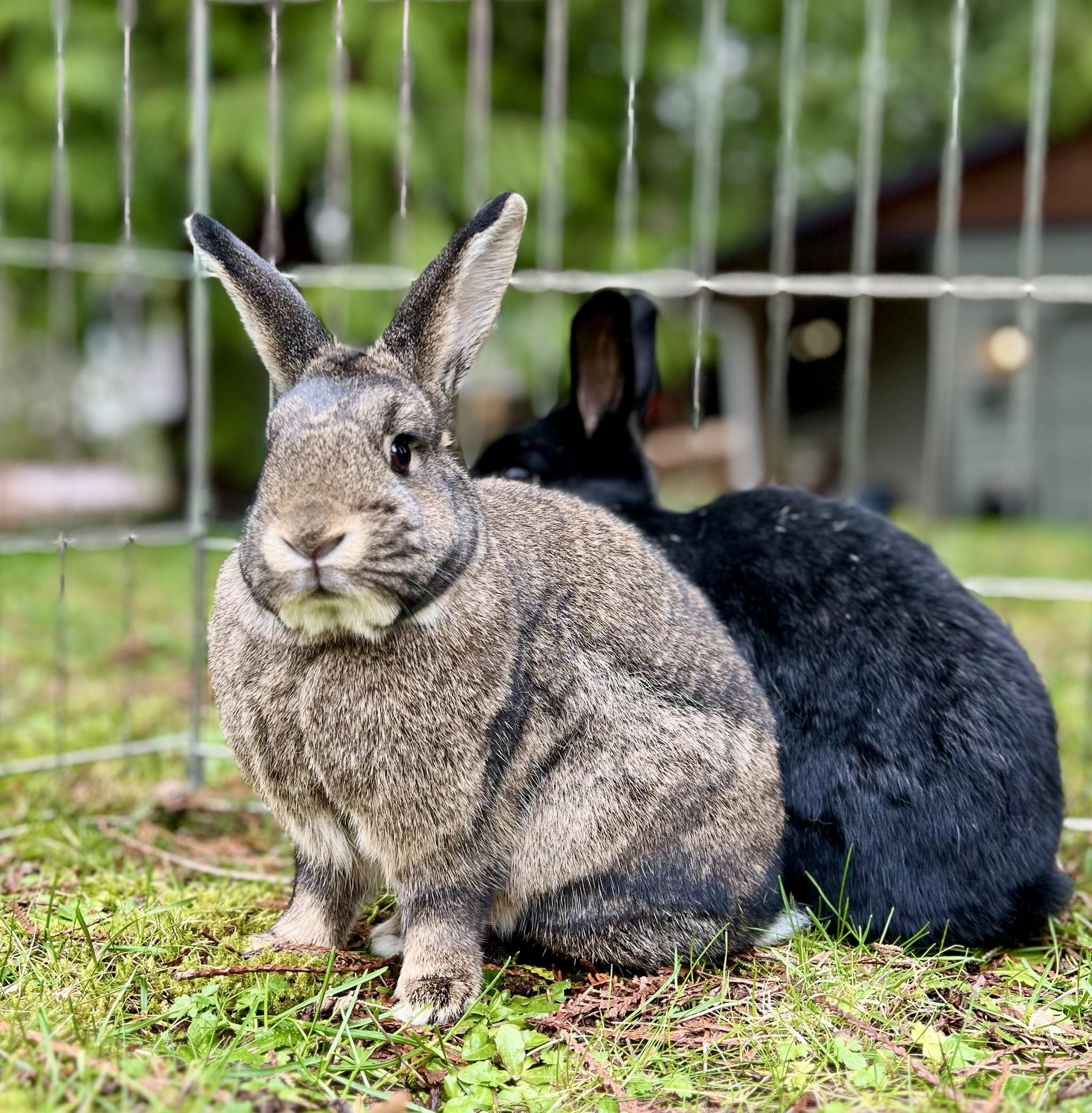 Enlarge Russet & Gidget , a ADOPTABLE mixed breed in Ferndale, WA image 5/5