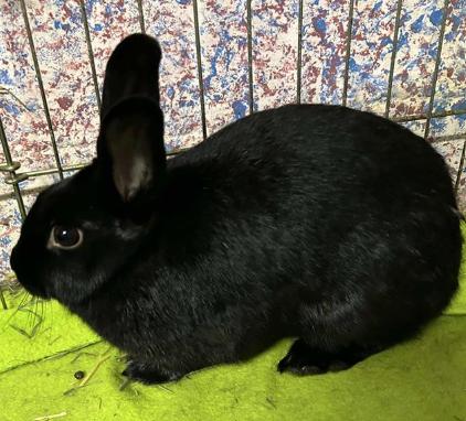Russet & Gidget , ADOPTABLE, Young Female Bunny Rabbit.