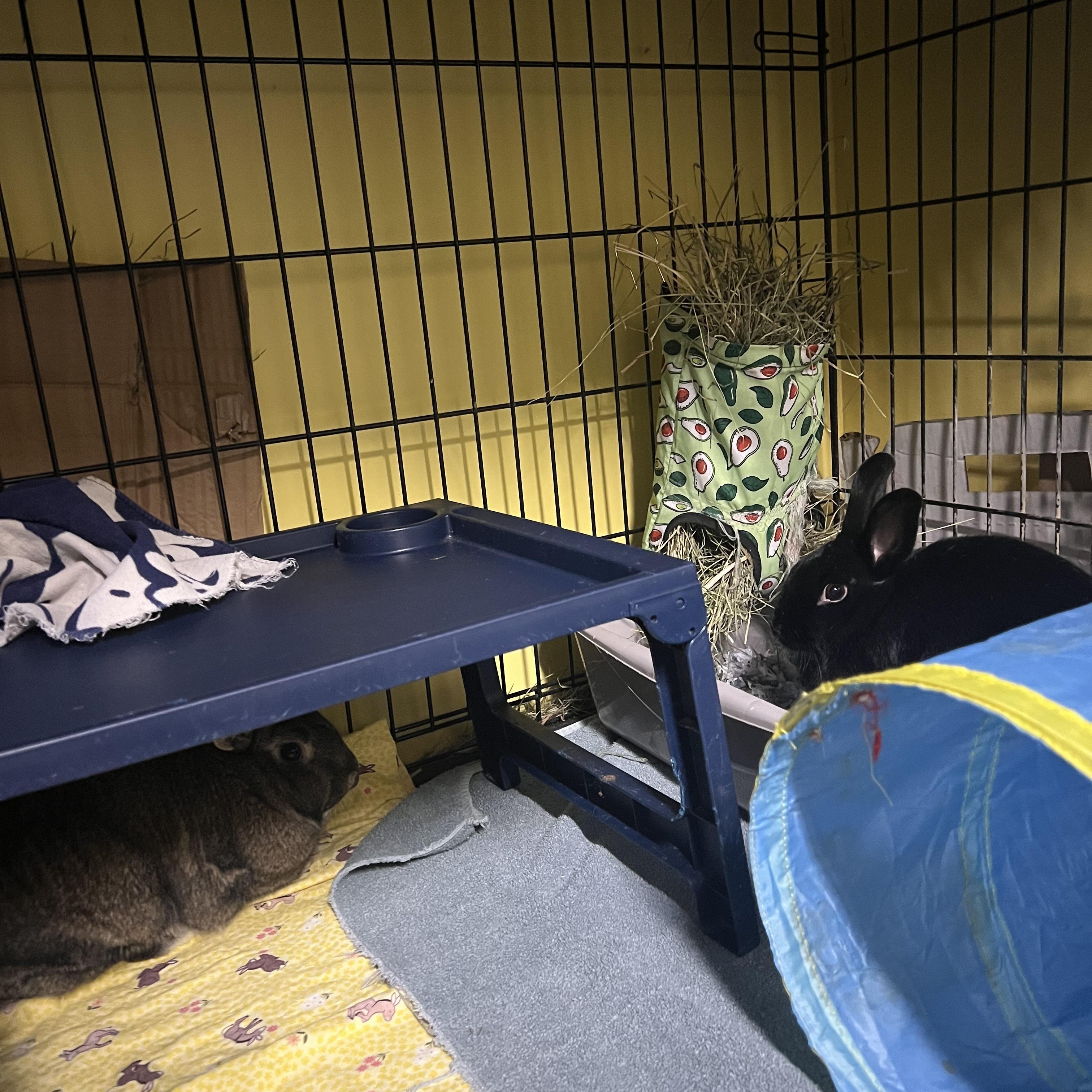 Enlarge Russet & Gidget , a ADOPTABLE mixed breed in Ferndale, WA image 3/3