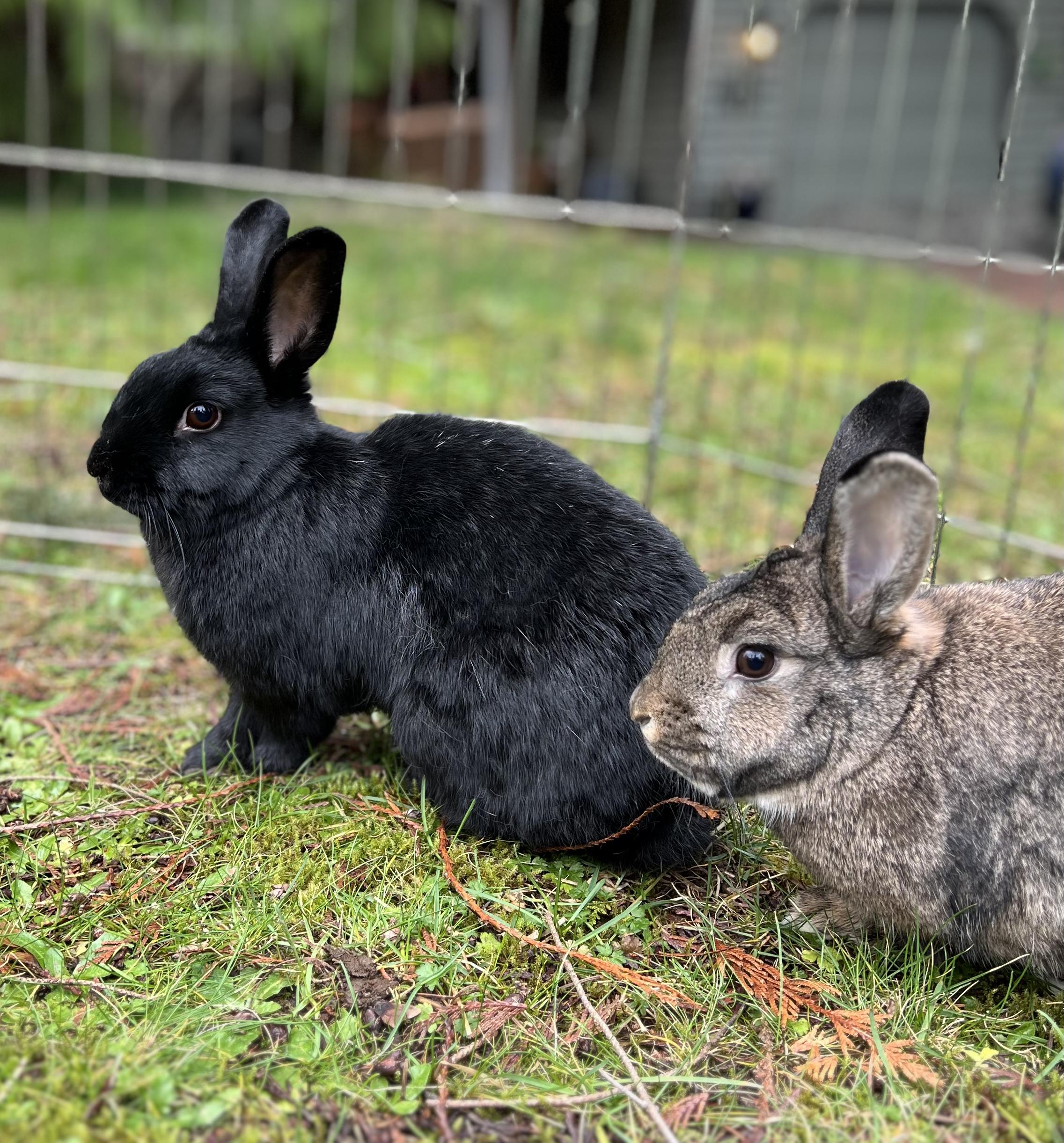 Enlarge Russet & Gidget , a ADOPTABLE mixed breed in Ferndale, WA image 4/5
