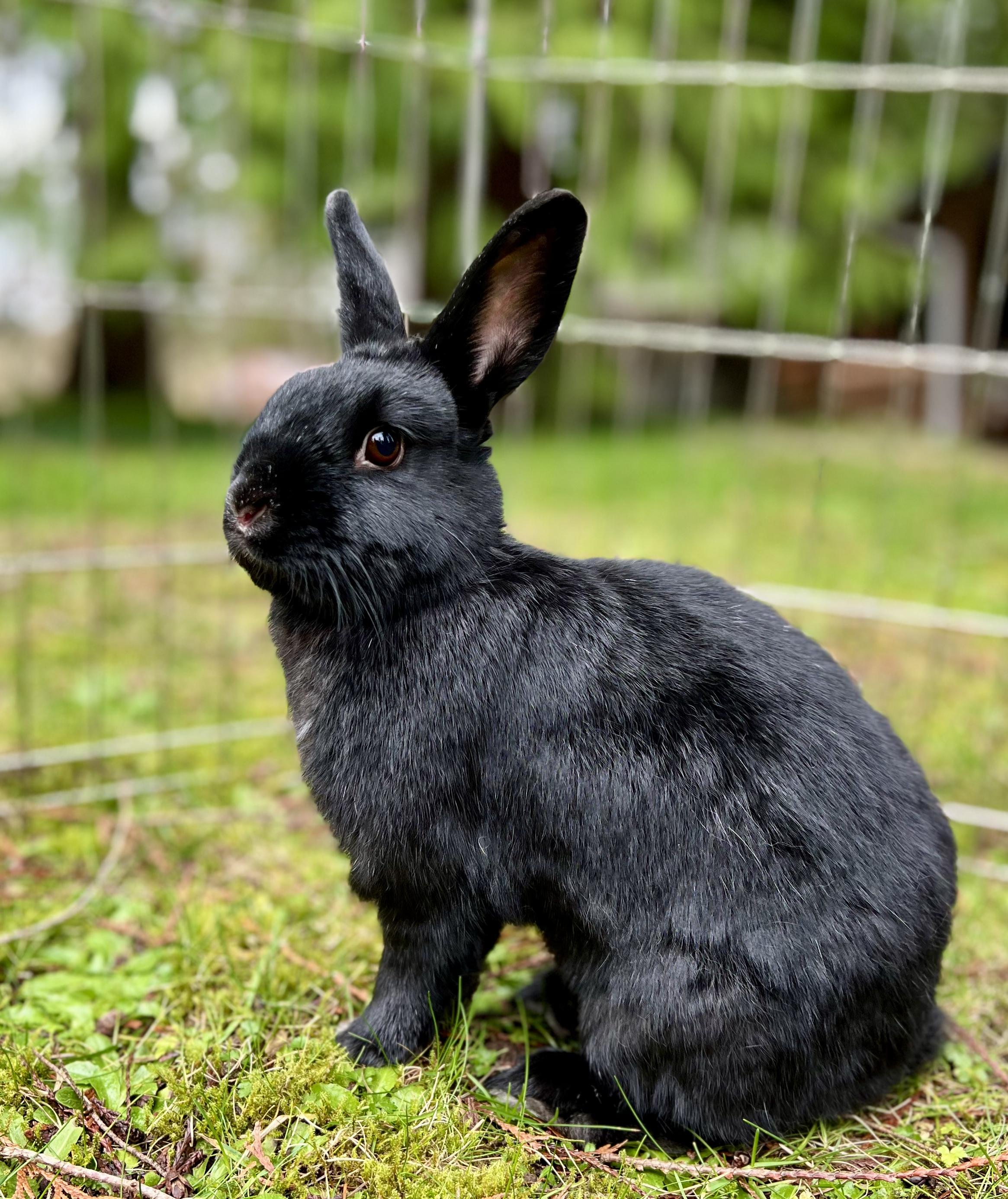 Enlarge Russet & Gidget , a ADOPTABLE mixed breed in Ferndale, WA image 3/5