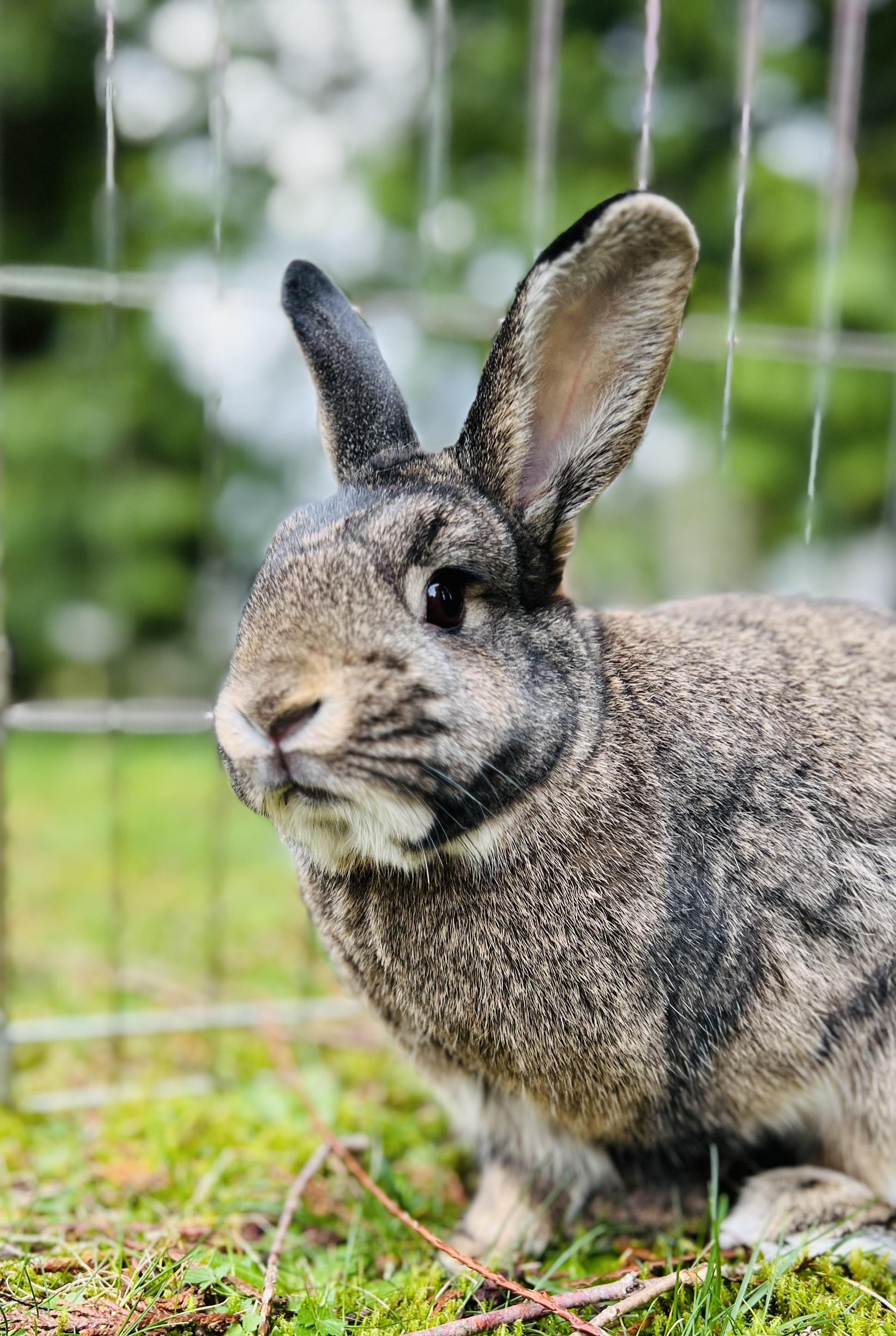 Enlarge Russet & Gidget , a ADOPTABLE mixed breed in Ferndale, WA image 2/5