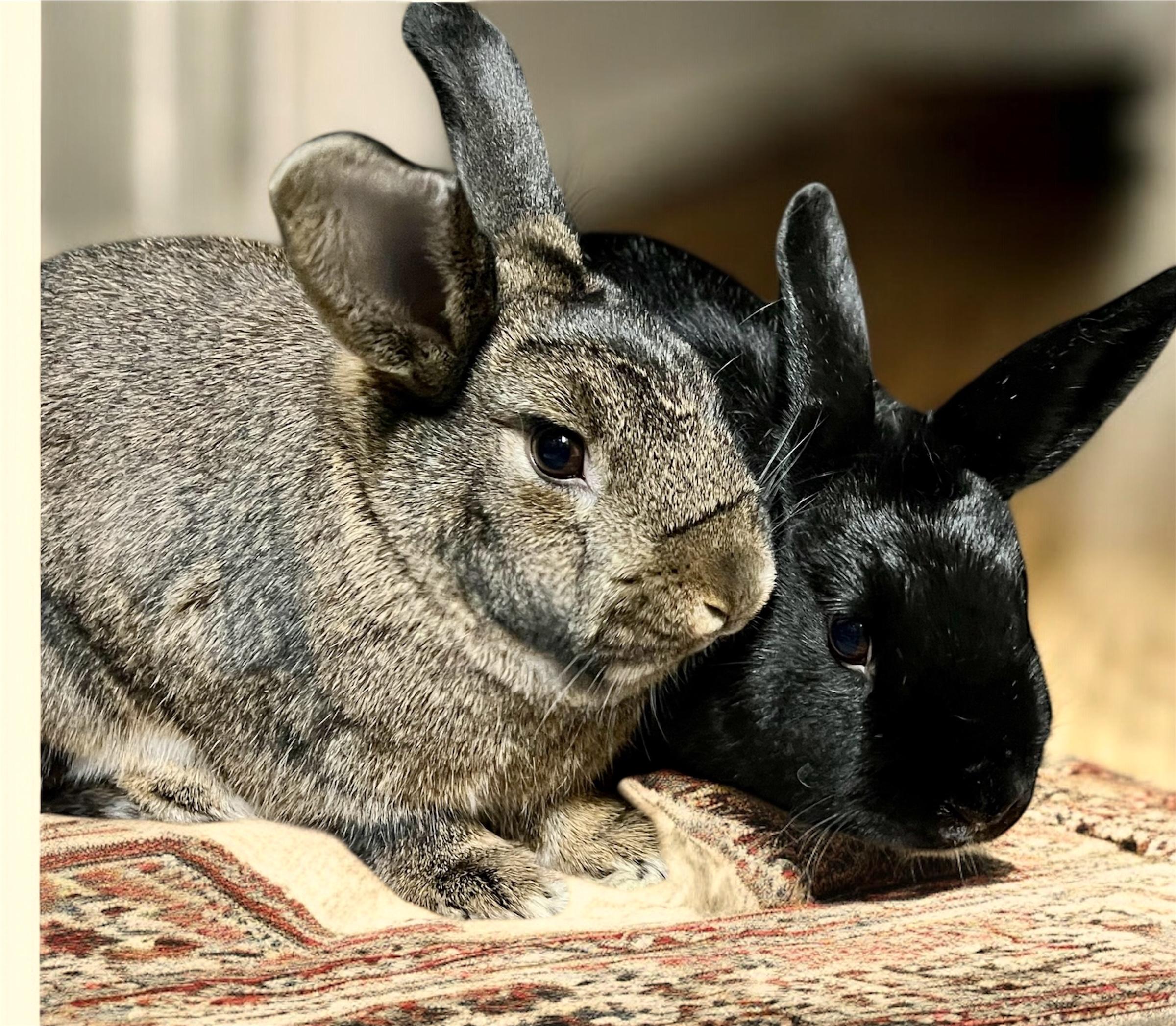 Enlarge Russet & Gidget , a ADOPTABLE mixed breed in Ferndale, WA image 1/5
