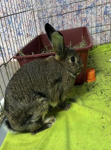 Enlarge Russet & Gidget , a ADOPTABLE mixed breed in Ferndale, WA image 2/3