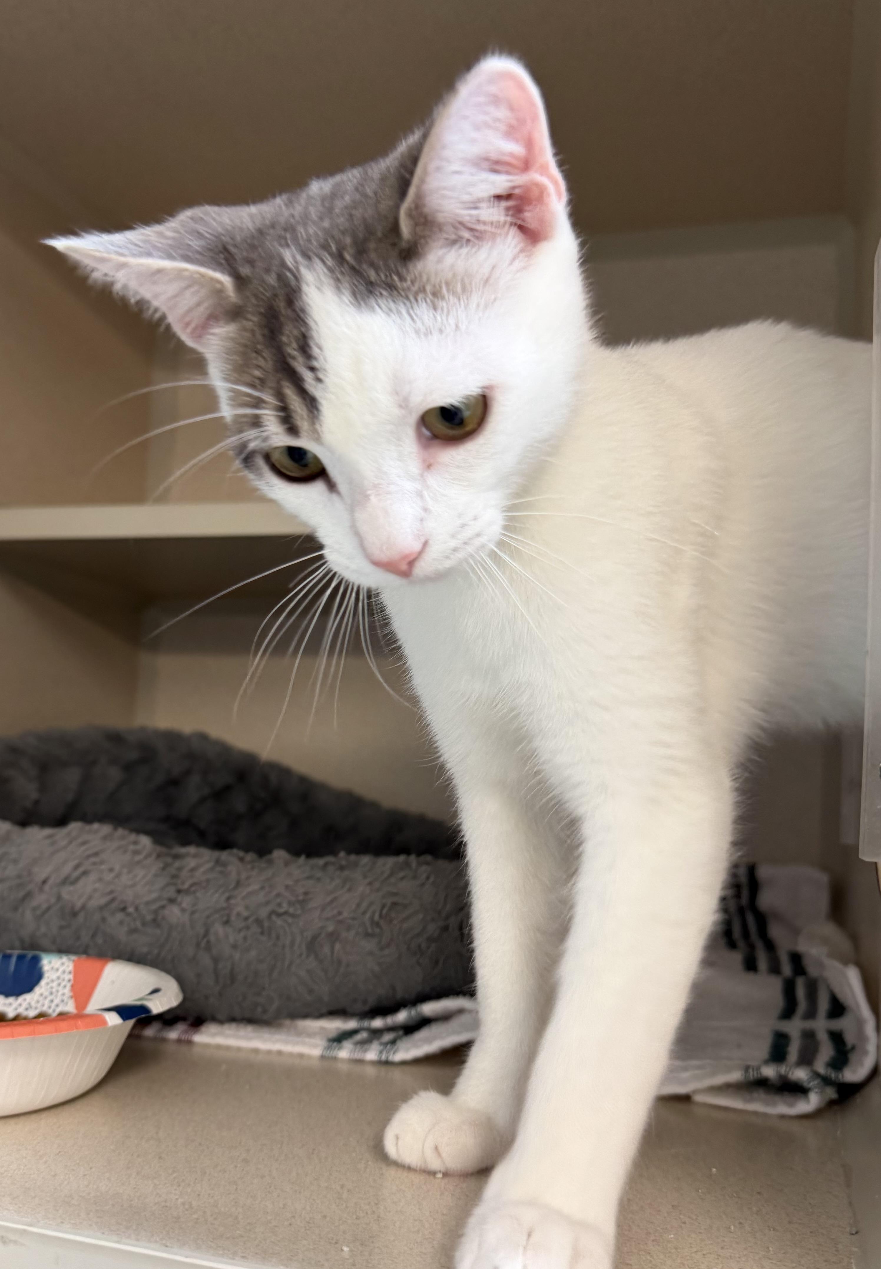 Enlarge Apollo, an adopted Domestic Short Hair in Salem, NH image 2/2