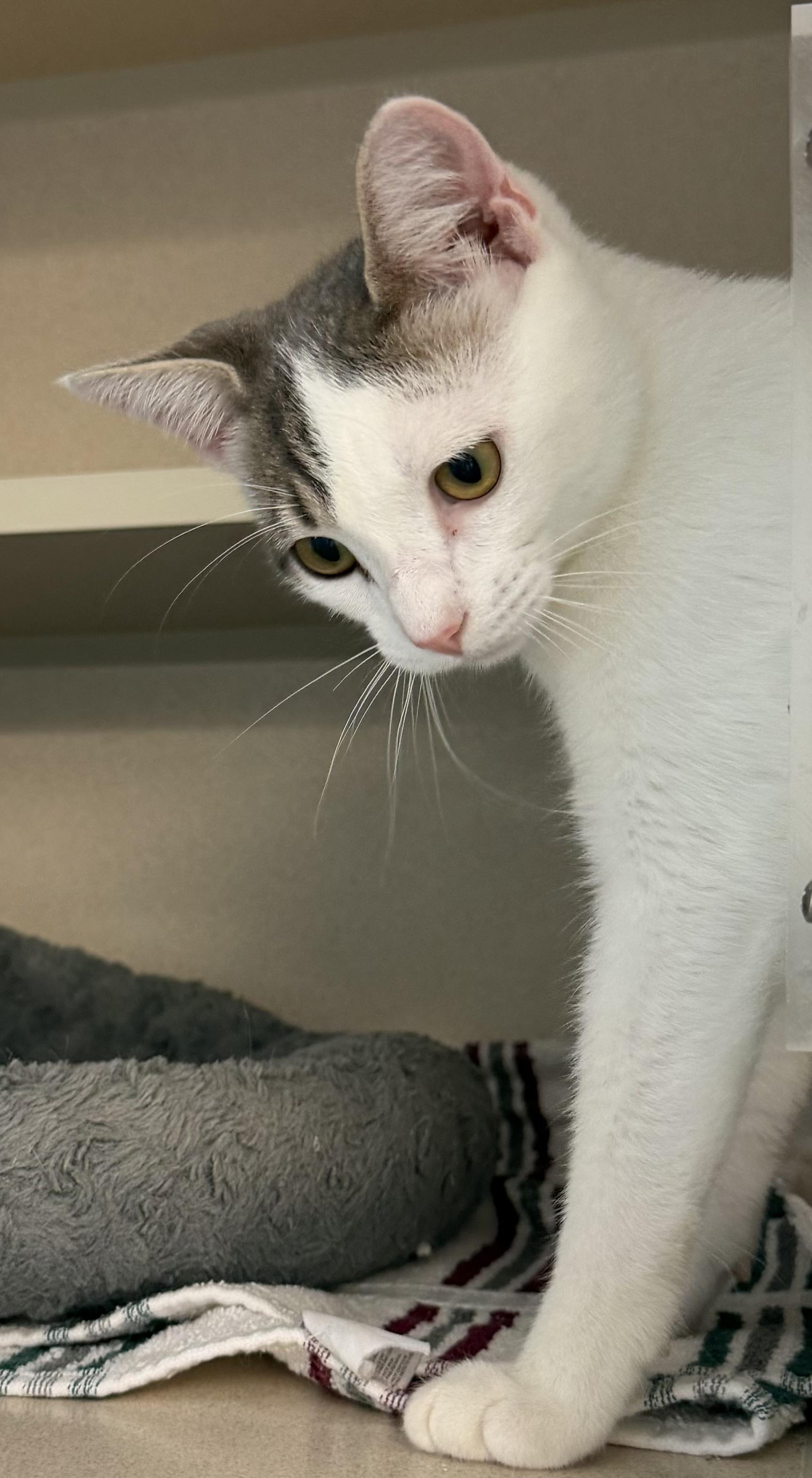 Apollo, adopted, Kitten Male Domestic Short Hair.