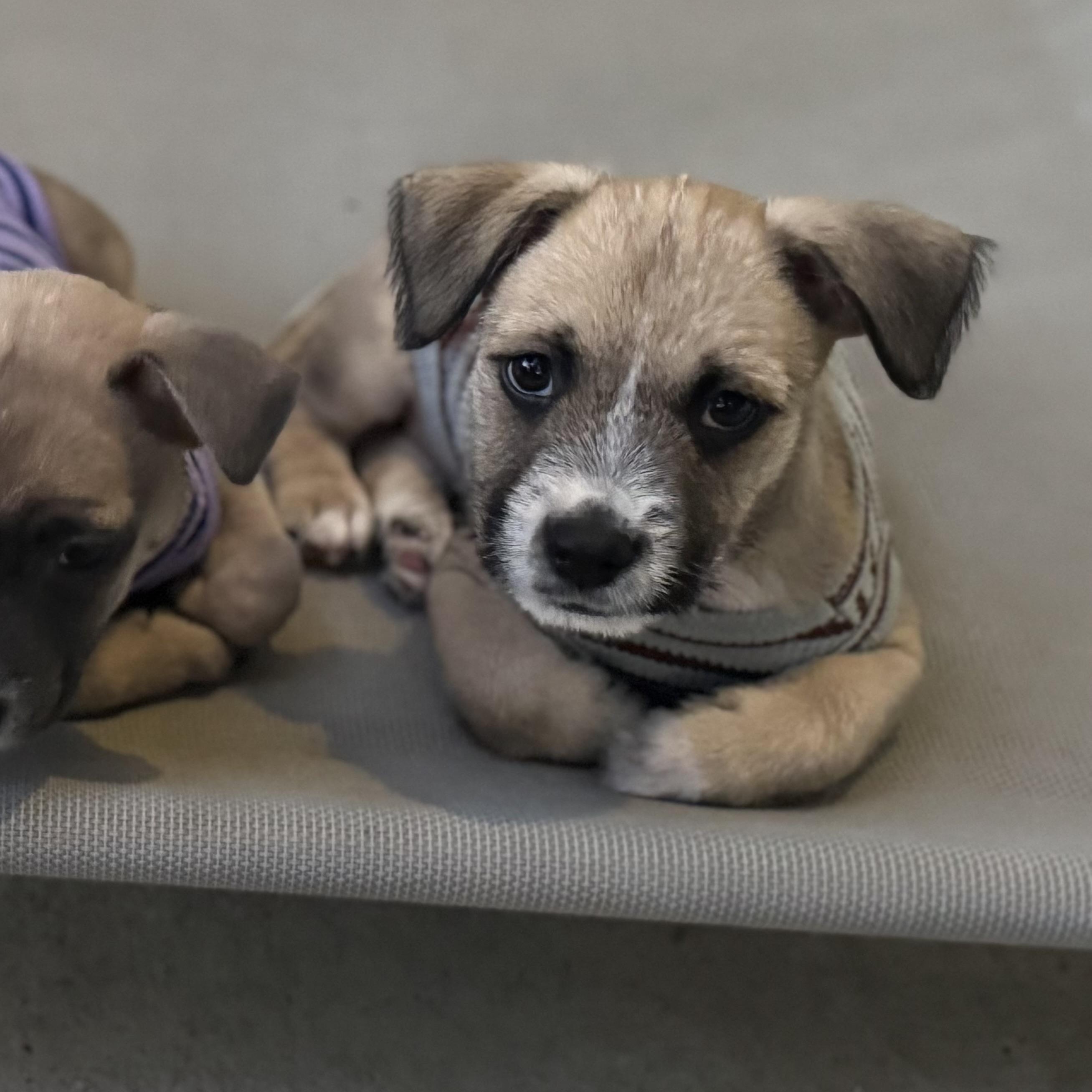 Enlarge Mizuno, an adopted mixed breed in San Diego, CA image 5/5