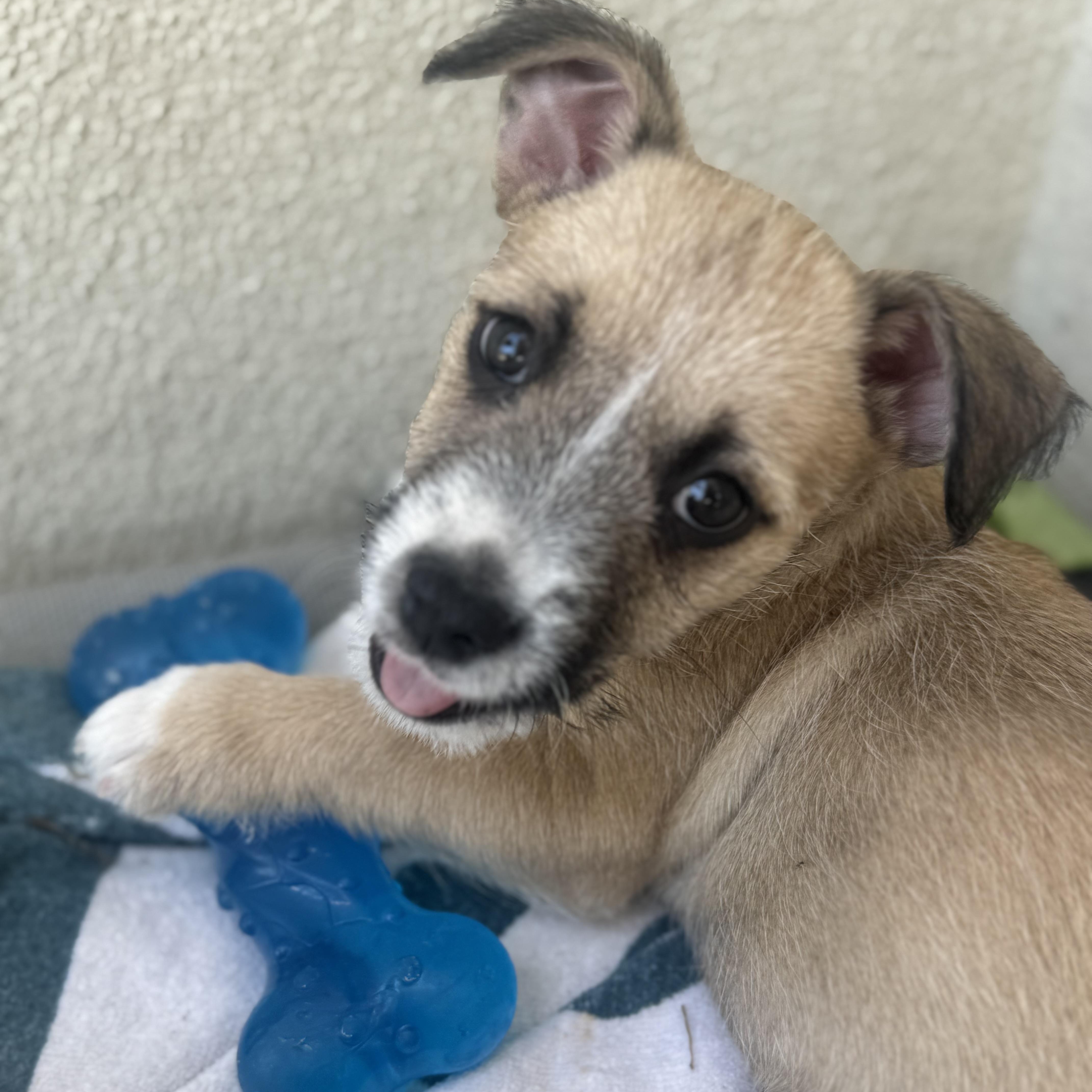 Enlarge Mizuno, an adopted mixed breed in San Diego, CA image 4/5