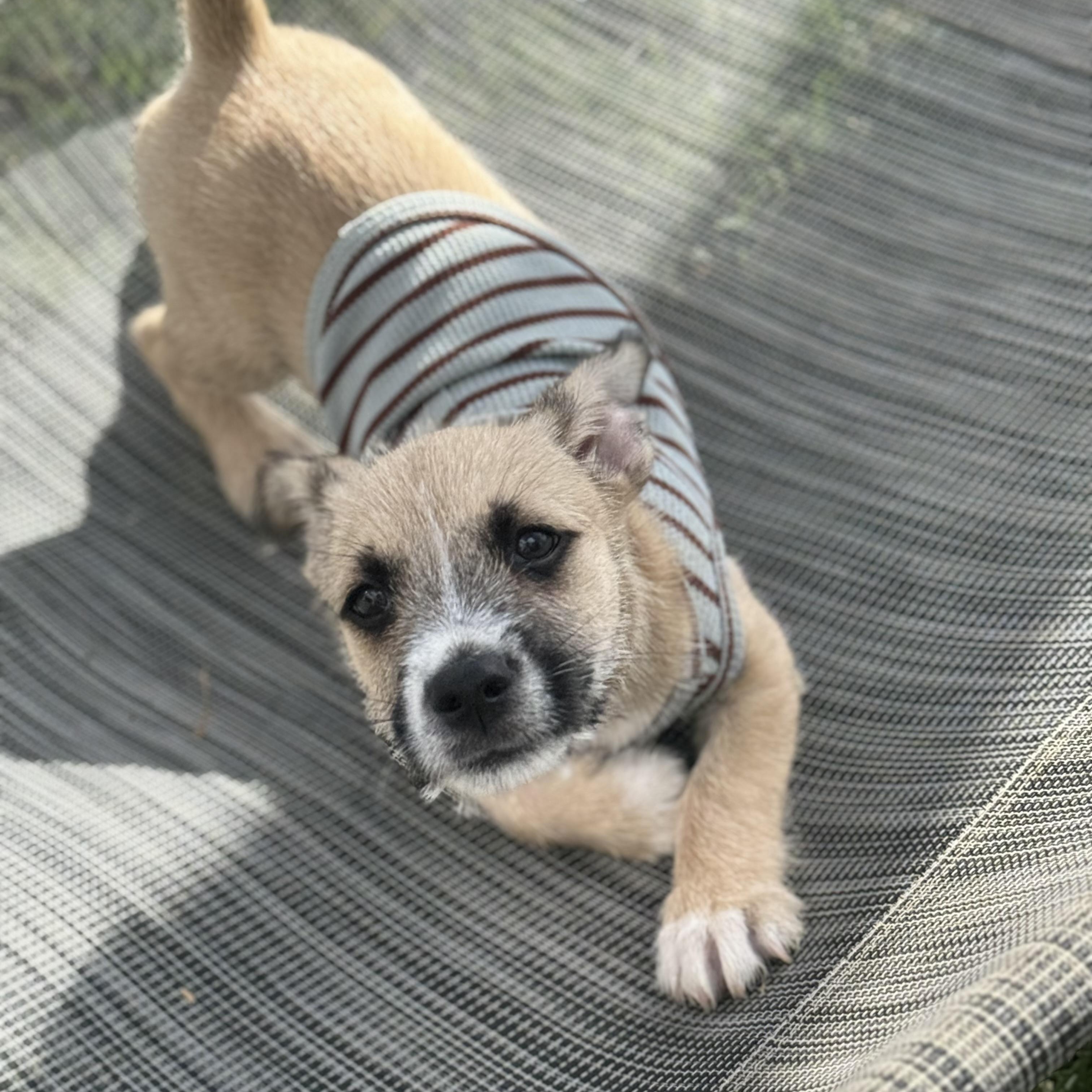 Enlarge Mizuno, an adopted mixed breed in San Diego, CA image 3/5