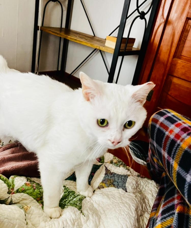 Snow Bunny, Adopted, Adult Female Manx.