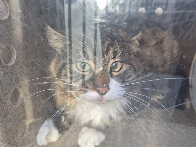 BARN CAT ASTROID, Adoptable, Adult Male Domestic Long Hair.