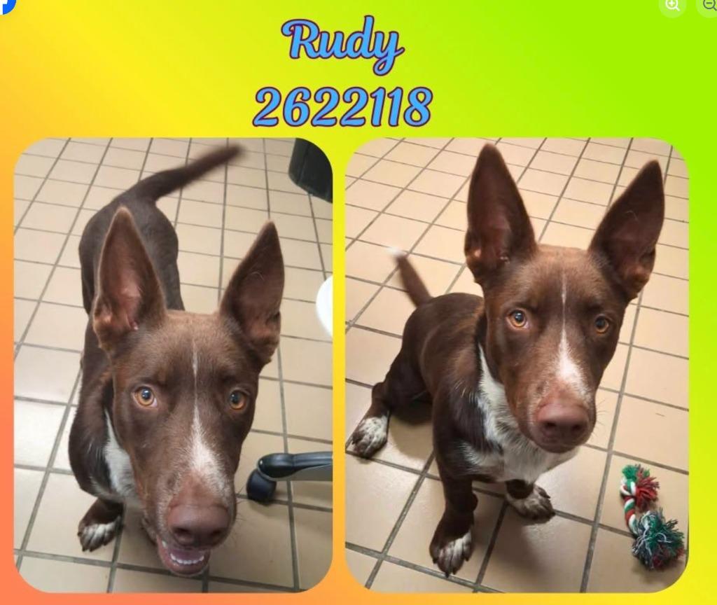 Enlarge Zeke, a Adoptable mixed breed in Crossville, TN image 2/5