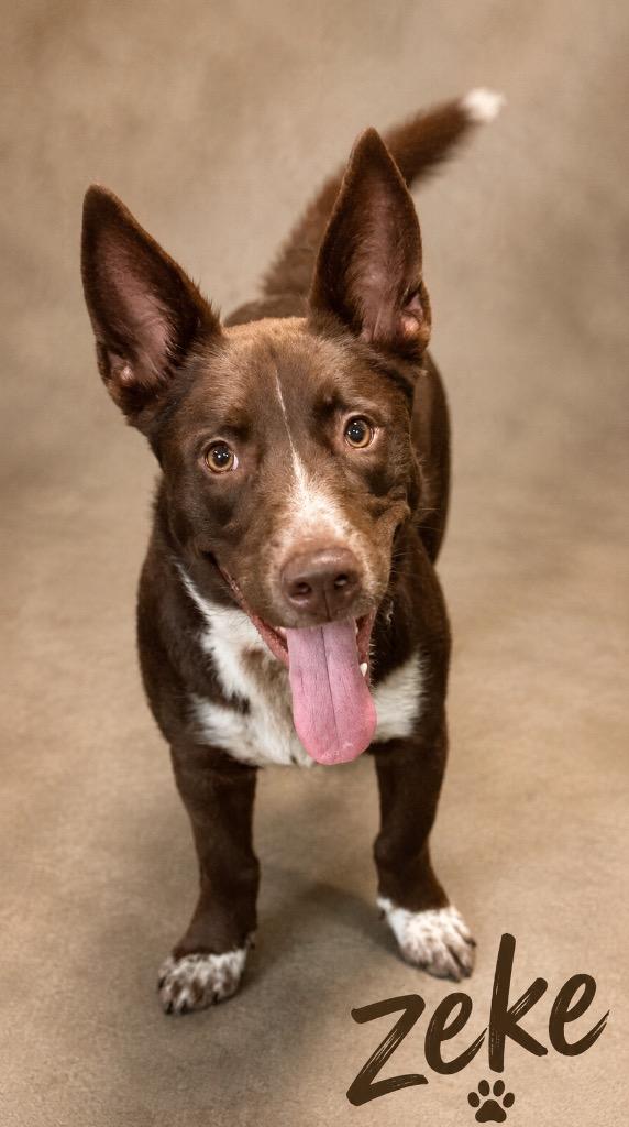 Enlarge Zeke, a Adoptable mixed breed in Crossville, TN image 3/5