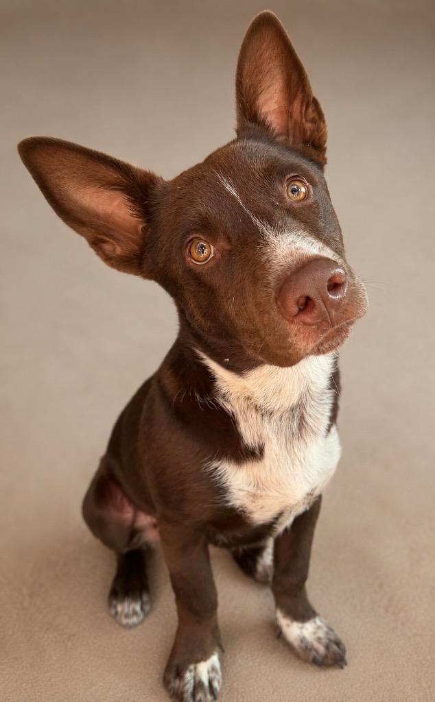Enlarge Zeke, a Adoptable mixed breed in Crossville, TN image 5/5