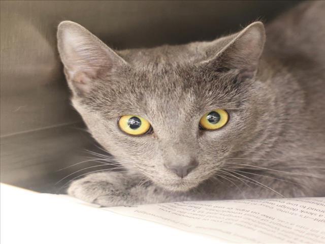 A511960, Adoptable, Young Male Russian Blue.