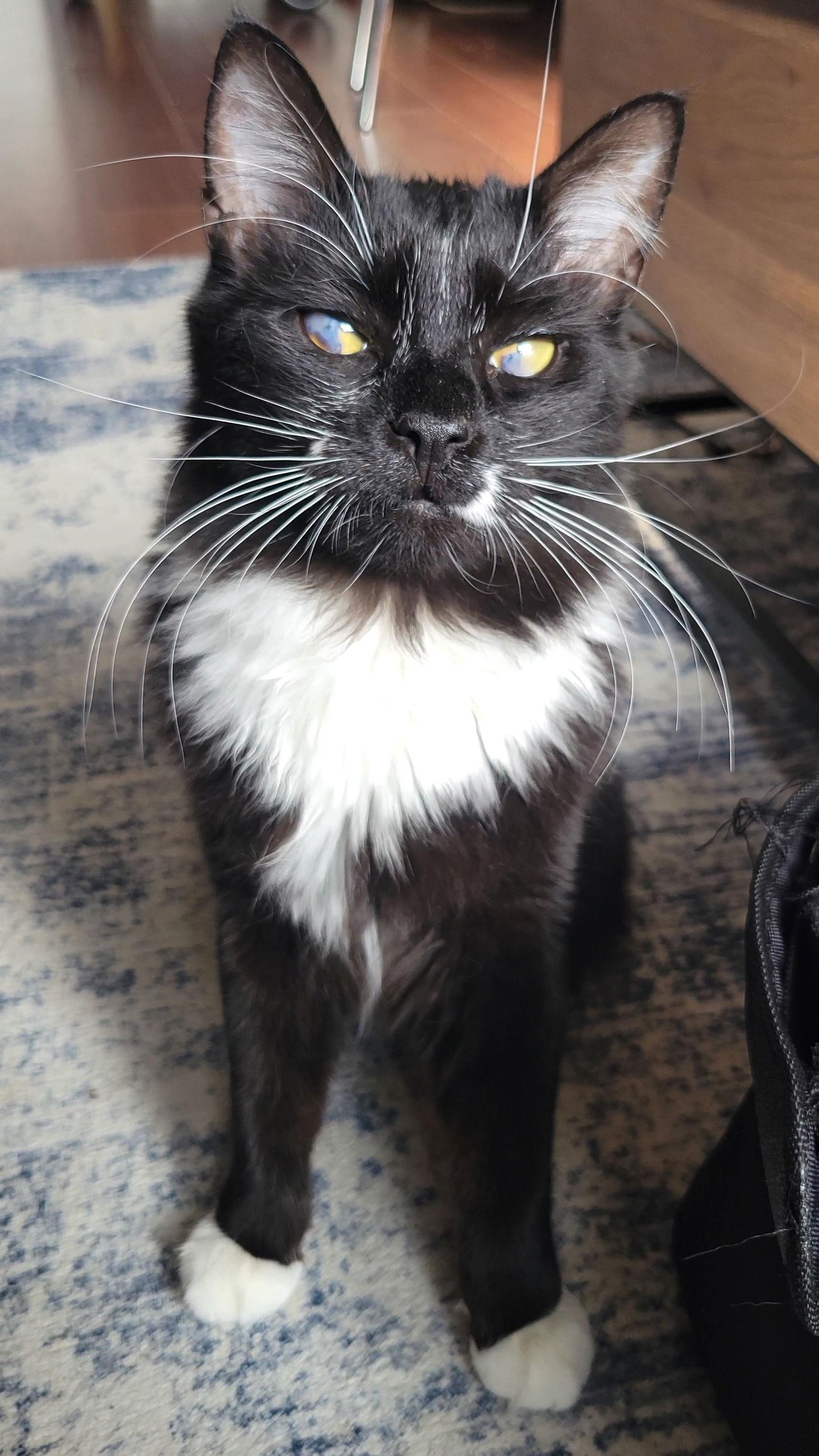 Enlarge Gibbons and Blair, a Adoptable Domestic Long Hair in Somerville, MA image 1/3