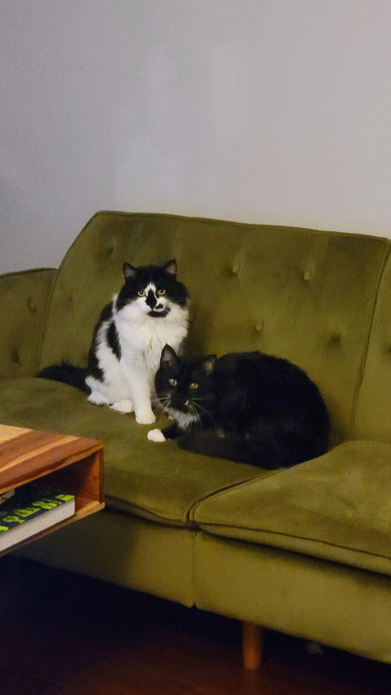 Enlarge Gibbons and Blair, a Adoptable Domestic Long Hair in Somerville, MA image 2/3