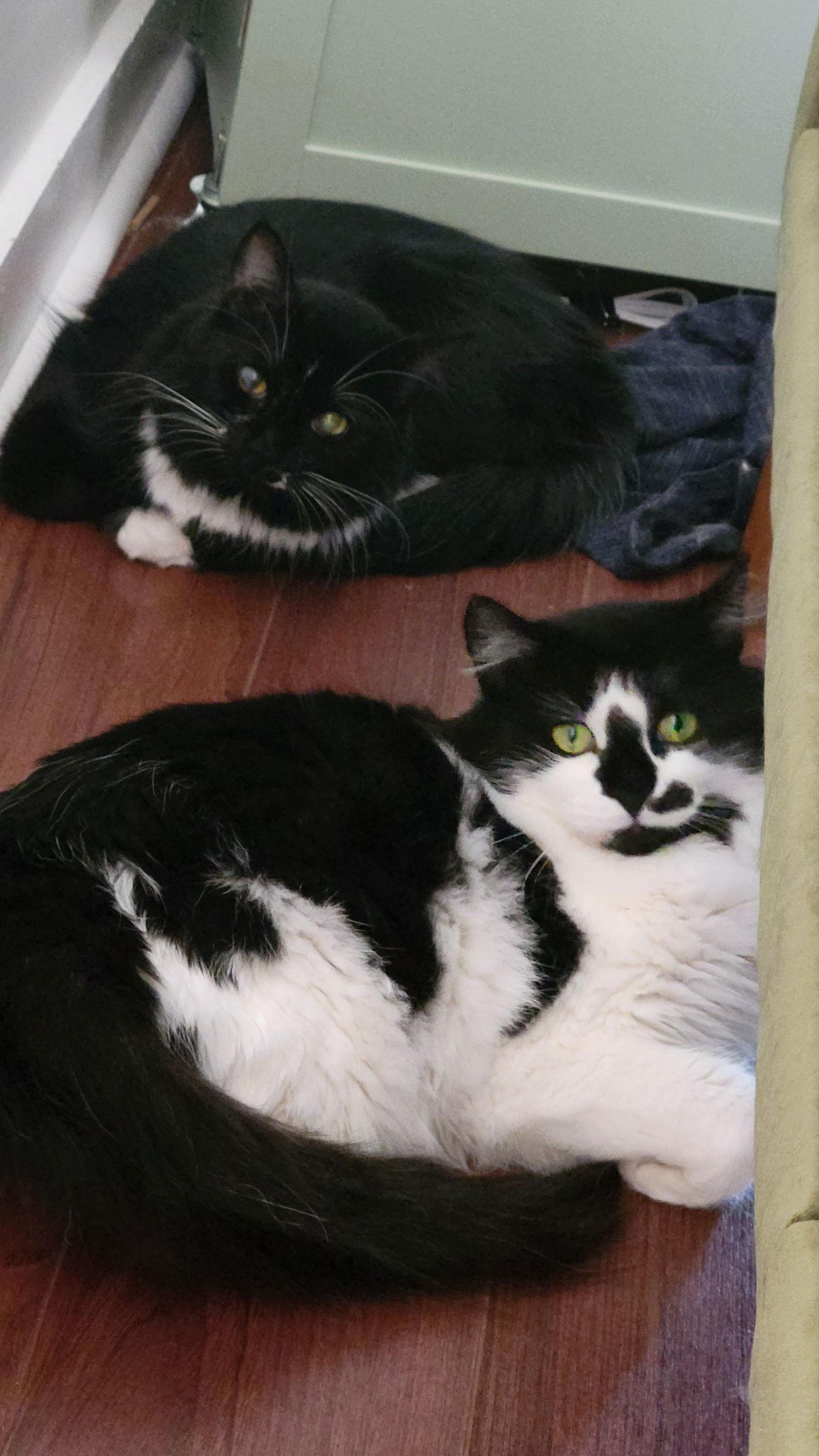 Enlarge Gibbons and Blair, a Adoptable Domestic Long Hair in Somerville, MA image 3/3