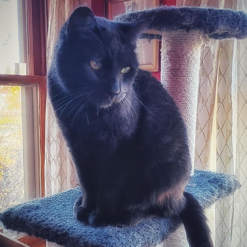 Mystique, Adoptable, Senior Female Domestic Short Hair.