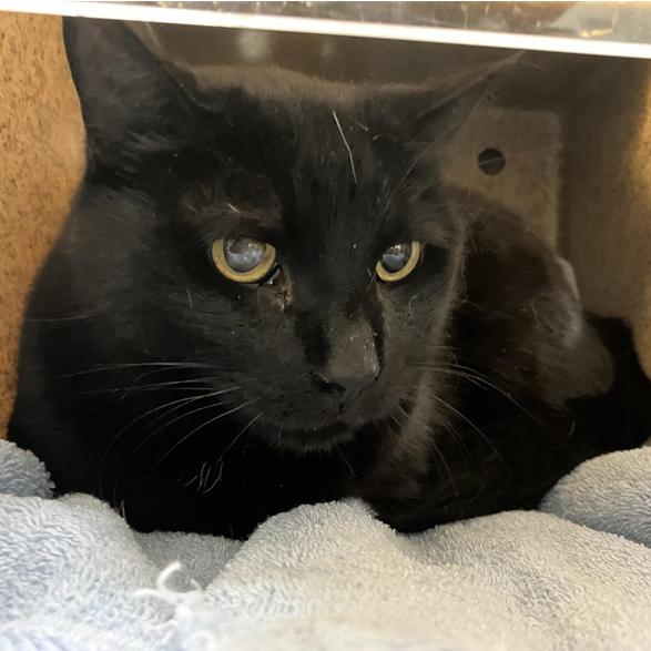 Enlarge Mystique, a Adoptable Domestic Short Hair in Lakewood, CO image 2/2