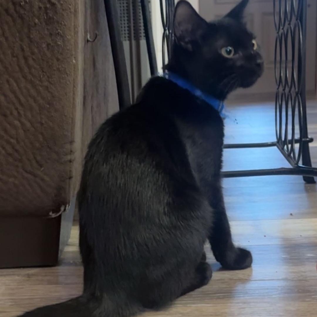 Taki (brothers Popcorn & Rocky), a Adoptable Domestic Short Hair in Cortland, NY image 4/6