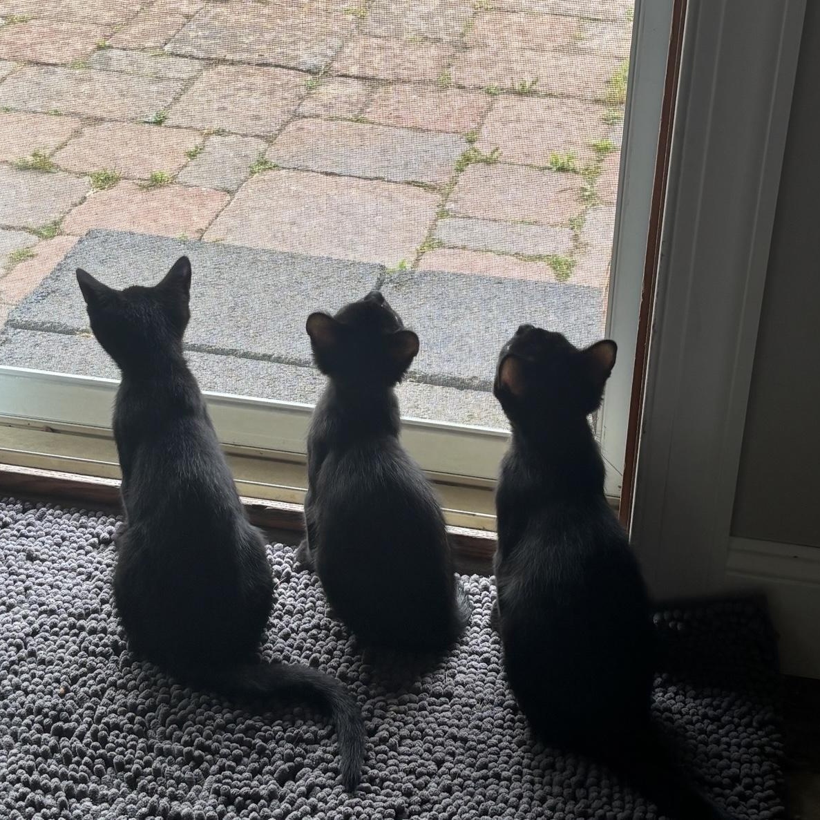 Taki (brothers Popcorn & Rocky), a Adoptable Domestic Short Hair in Cortland, NY image 5/6