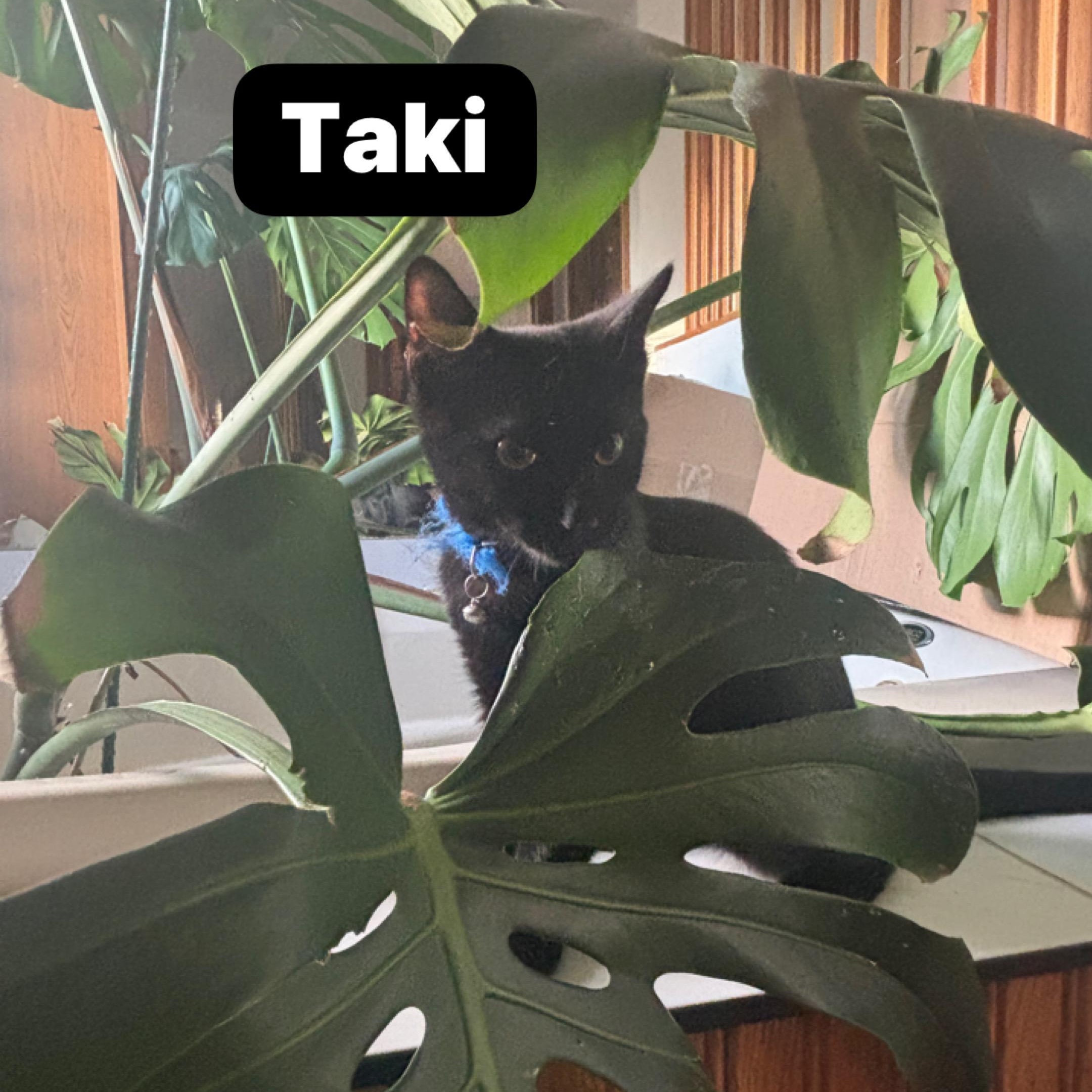 Taki (brothers Popcorn & Rocky), Adoptable, Kitten Male Domestic Short Hair.