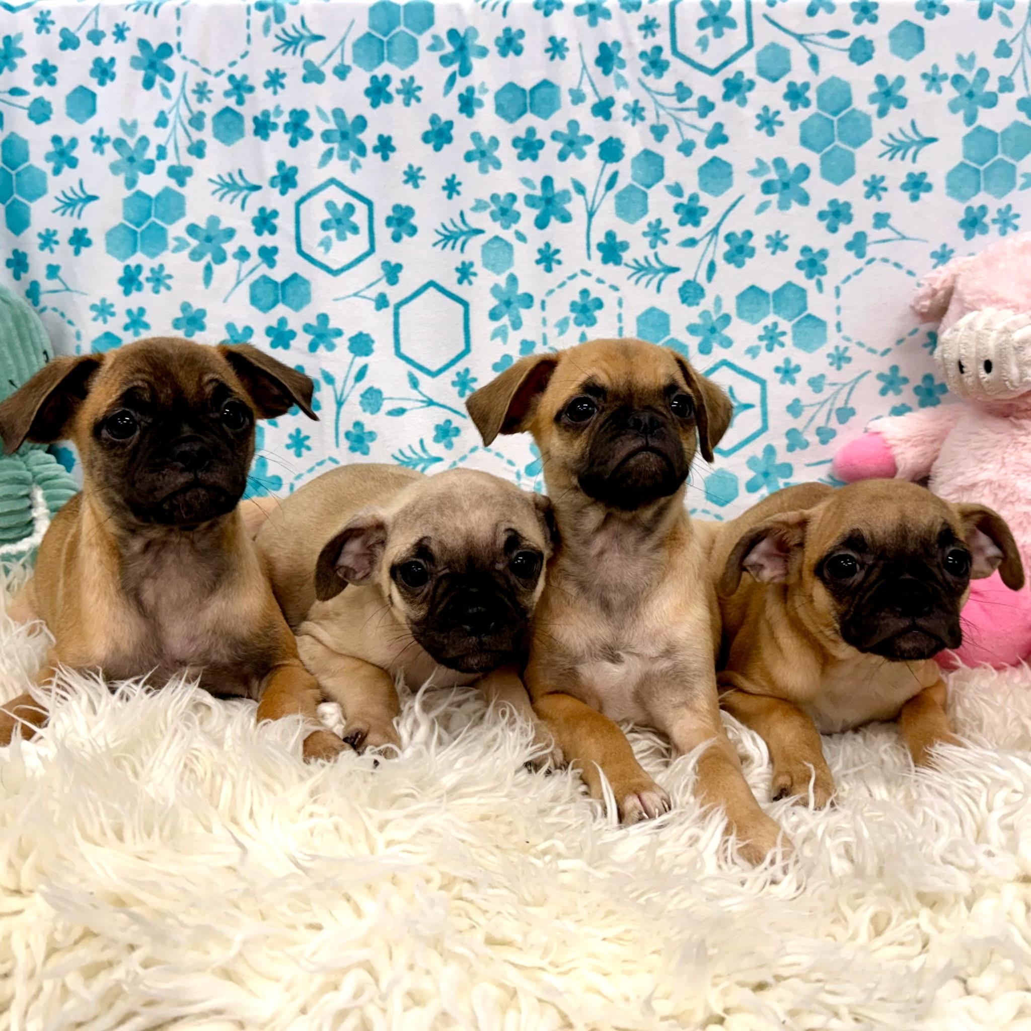 Idaho's litter - Mixed Breed