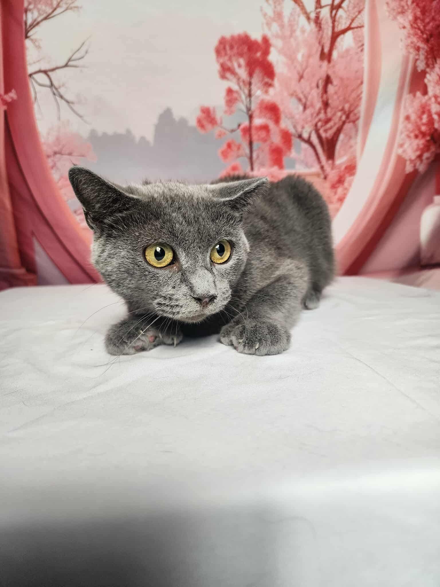 Enlarge Twila, a Adoptable mixed breed in Greensburg, PA image 1/6