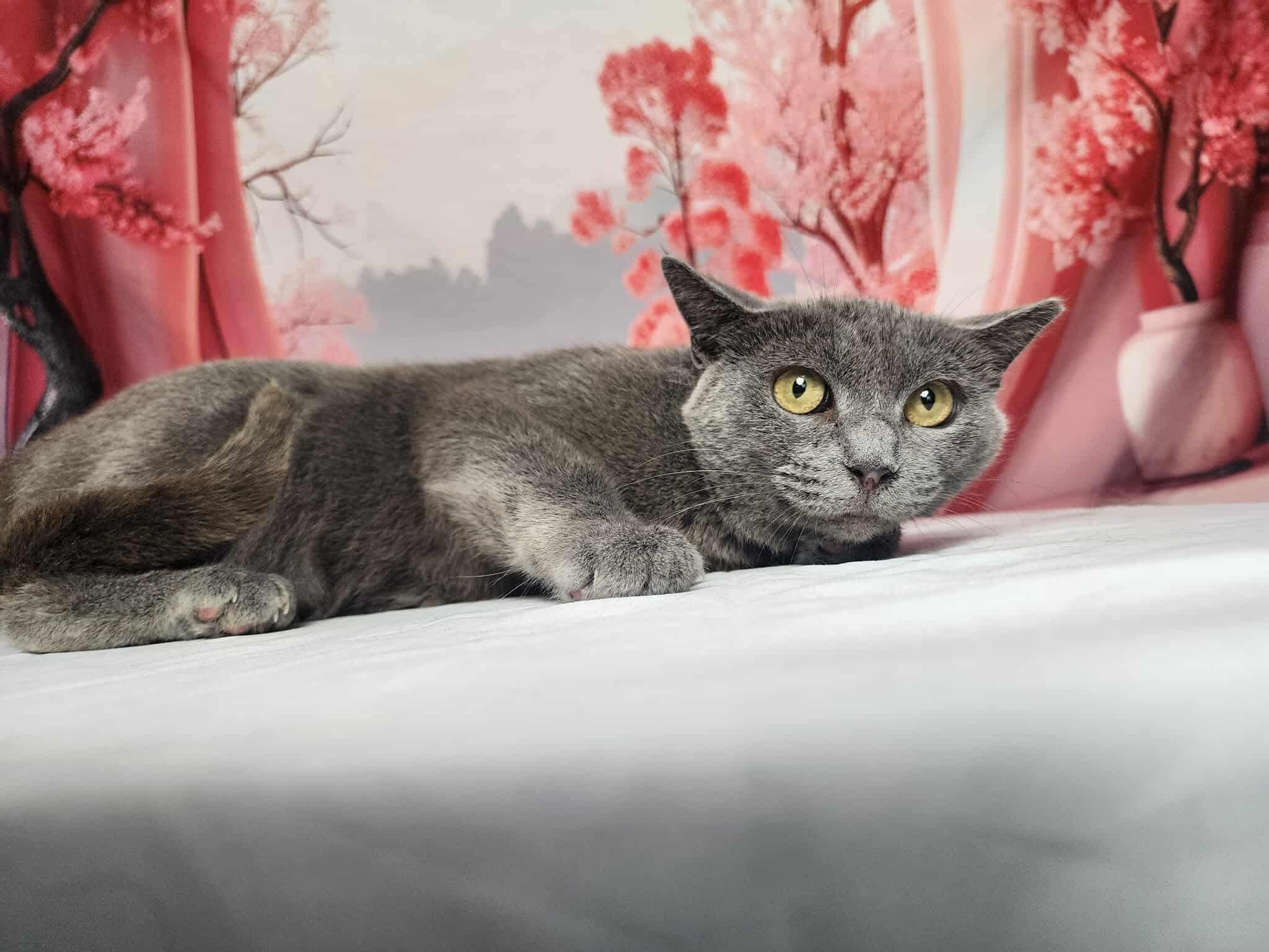 Enlarge Twila, a Adoptable mixed breed in Greensburg, PA image 3/6