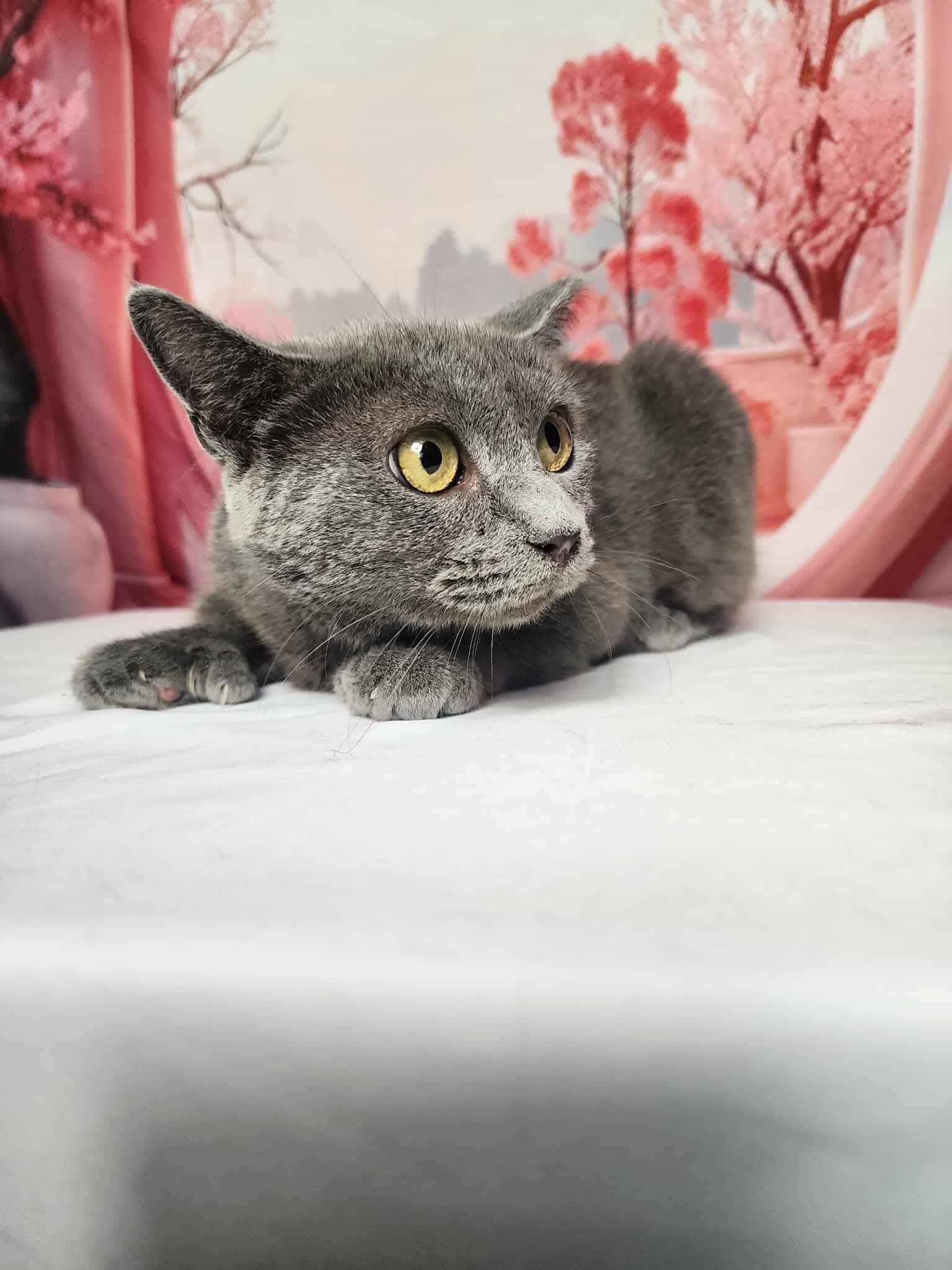 Enlarge Twila, a Adoptable mixed breed in Greensburg, PA image 4/6