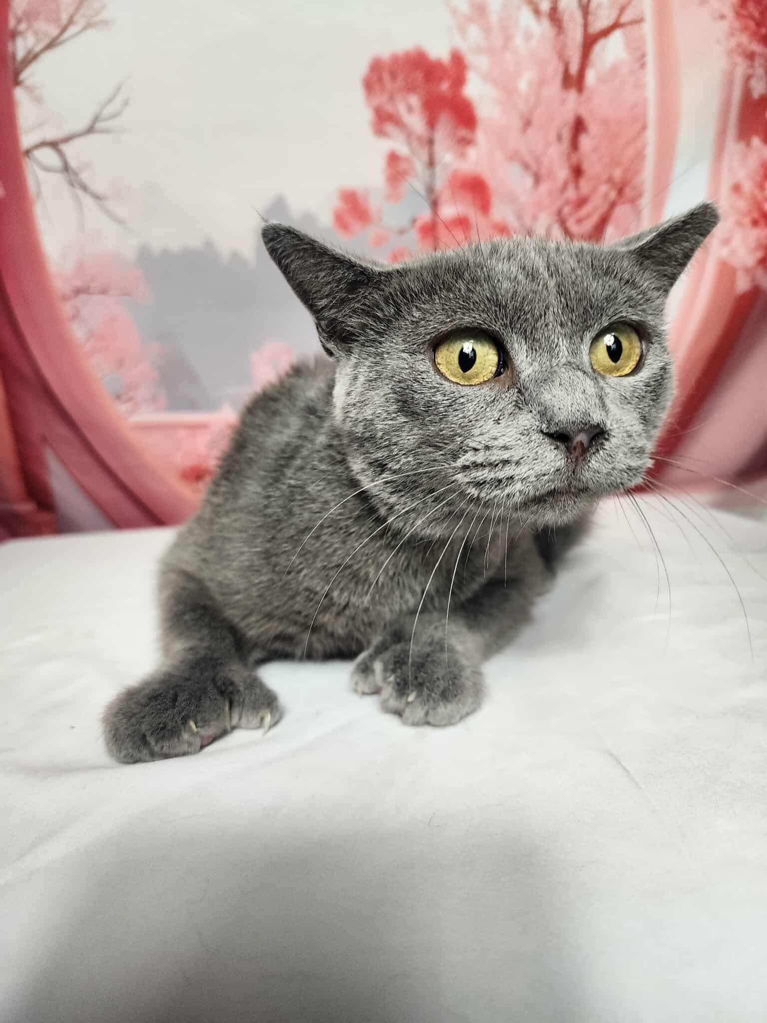 Enlarge Twila, a Adoptable mixed breed in Greensburg, PA image 5/6