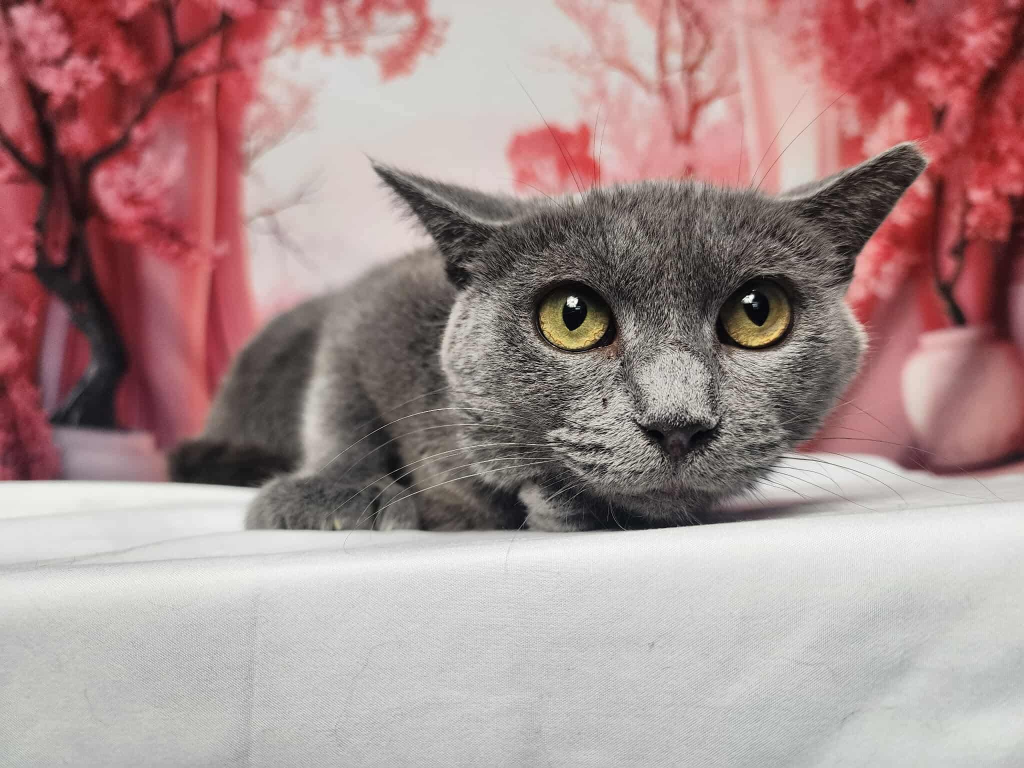 Enlarge Twila, a Adoptable mixed breed in Greensburg, PA image 6/6