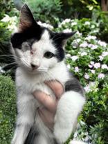 Onion, adopted, Kitten Female Domestic Medium Hair.