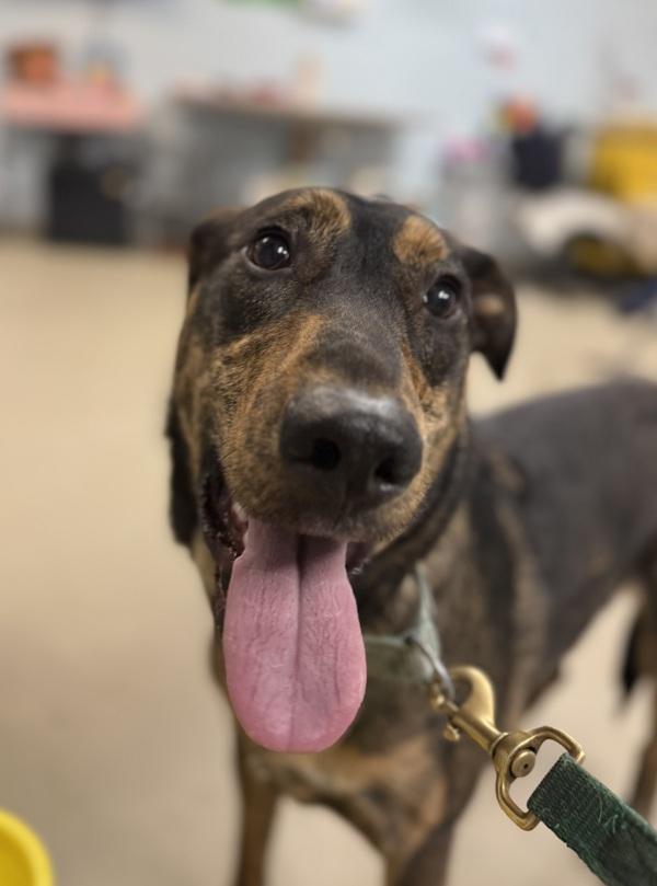 Enlarge Clyde, a Adoptable mixed breed in Millersville, MD image 1/4