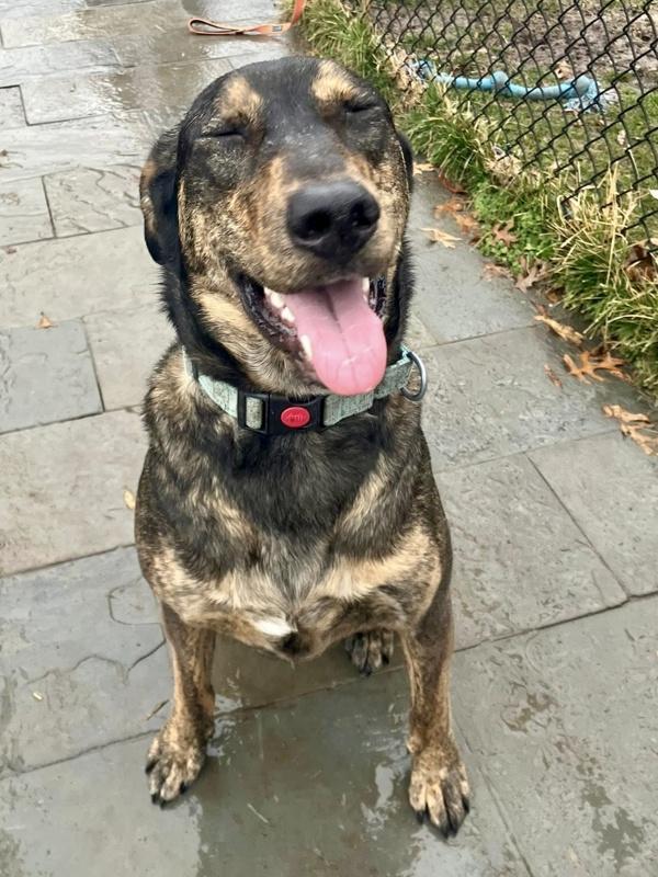 Enlarge Clyde, a Adoptable mixed breed in Millersville, MD image 2/4