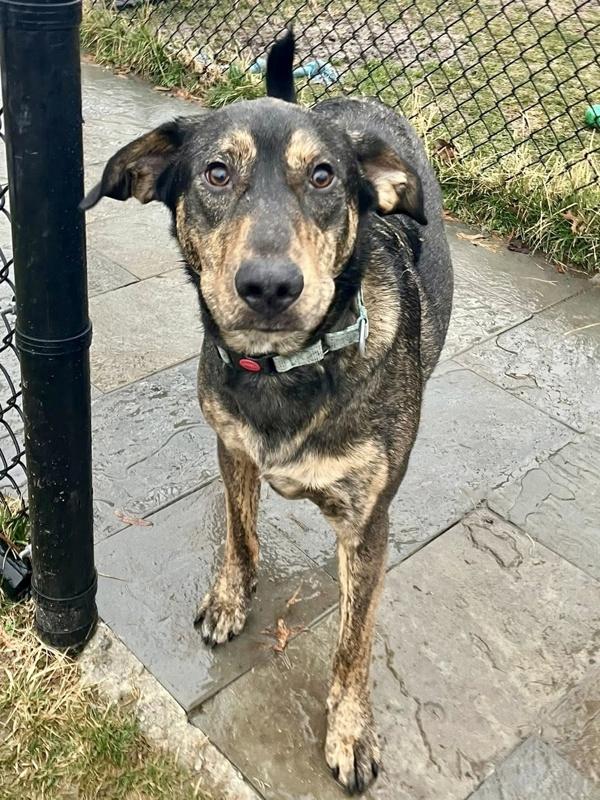Enlarge Clyde, a Adoptable mixed breed in Millersville, MD image 3/4