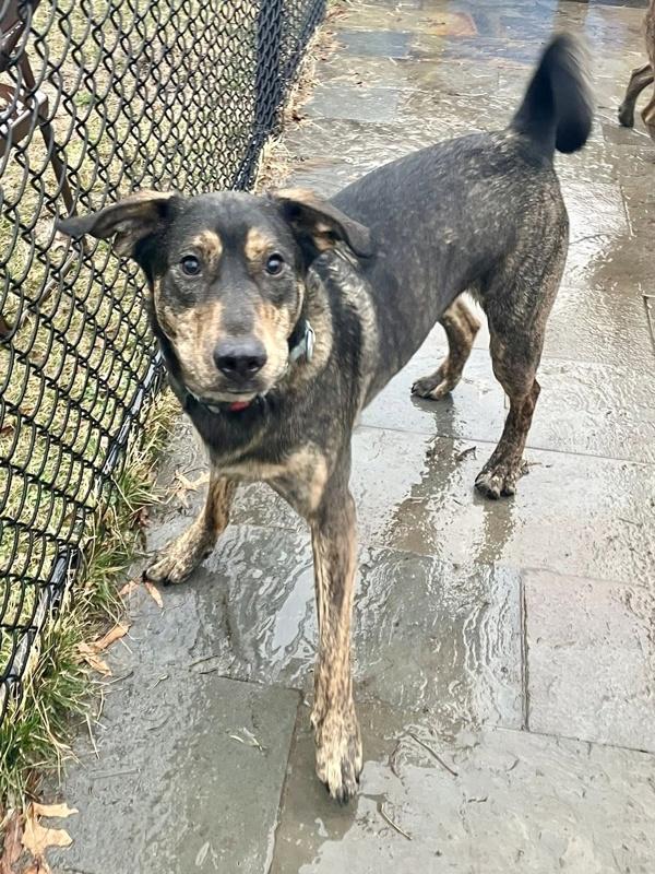Enlarge Clyde, a Adoptable mixed breed in Millersville, MD image 4/4