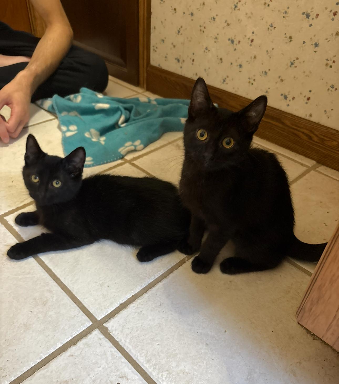 Enlarge Jam and sister Jazz, a ADOPTABLE Domestic Short Hair in Oberlin, OH image 4/6